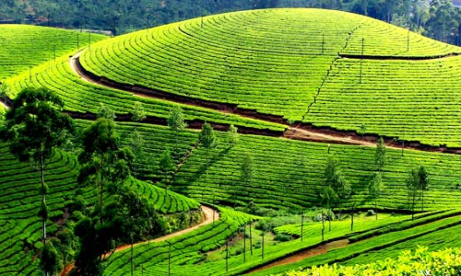 Amazing Munnar & Alleppey Tour Package